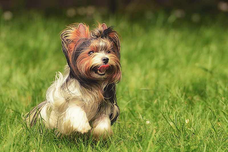 Biewer Terrier Dog